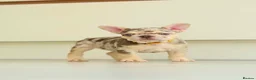 French Bulldog dogs for sale: !! REDUCED !! Beautiful KC Frenchie Puppies  - Advert 10