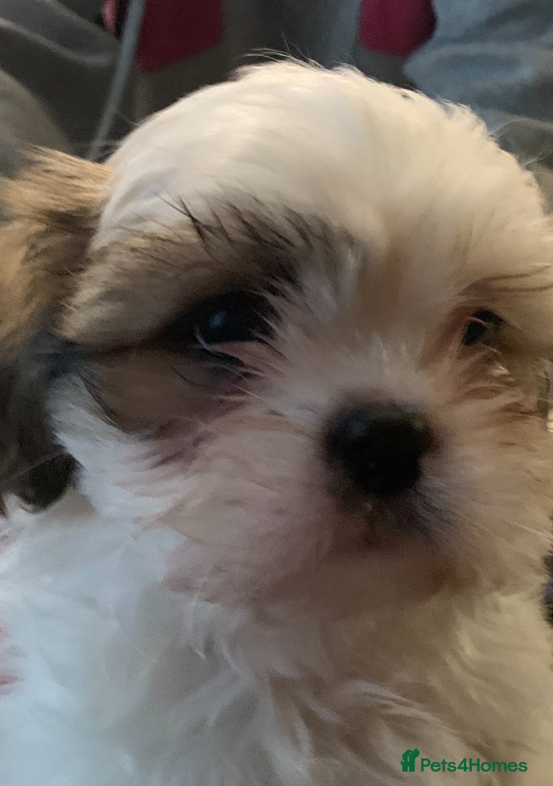 Shih Tzu dogs Shih Tzu puppies - pure! - Advert 1