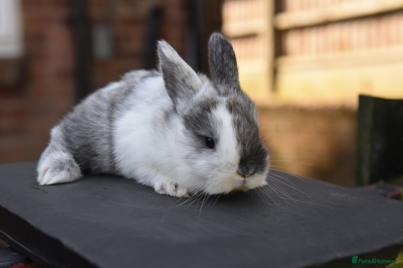 Lionhead rabbits for sale: Baby Lionhead x Lops Looking For New Home - Advert 4