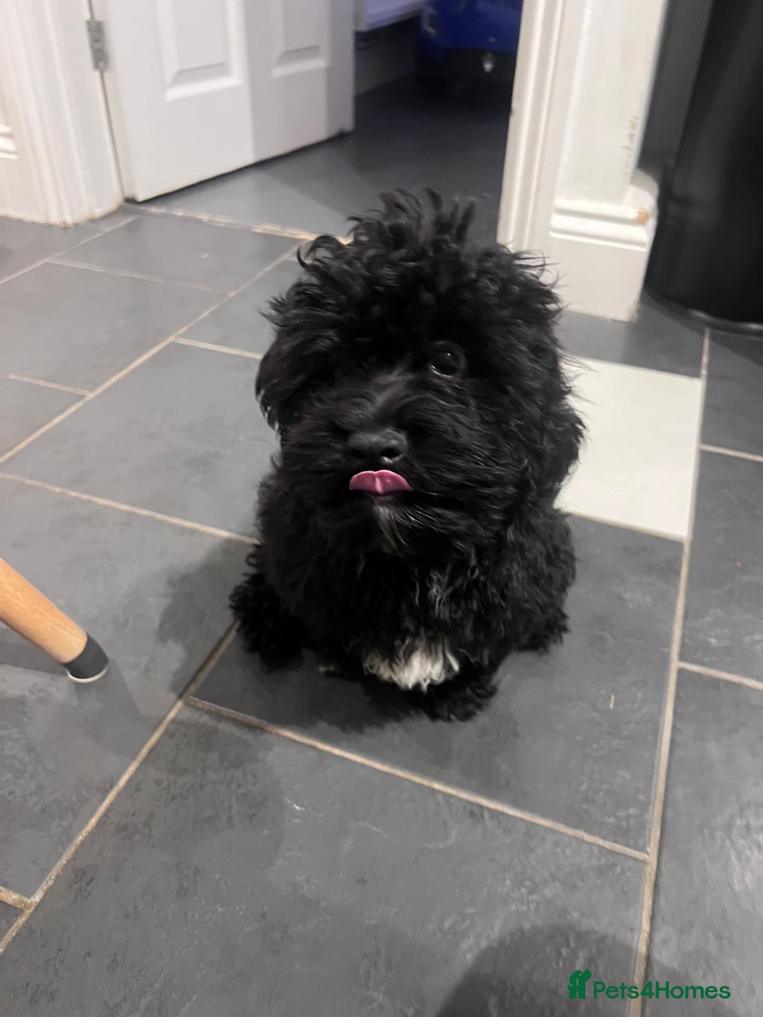 Shihpoo dogs for sale: Beautiful Shihpoo puppies  - Advert 5