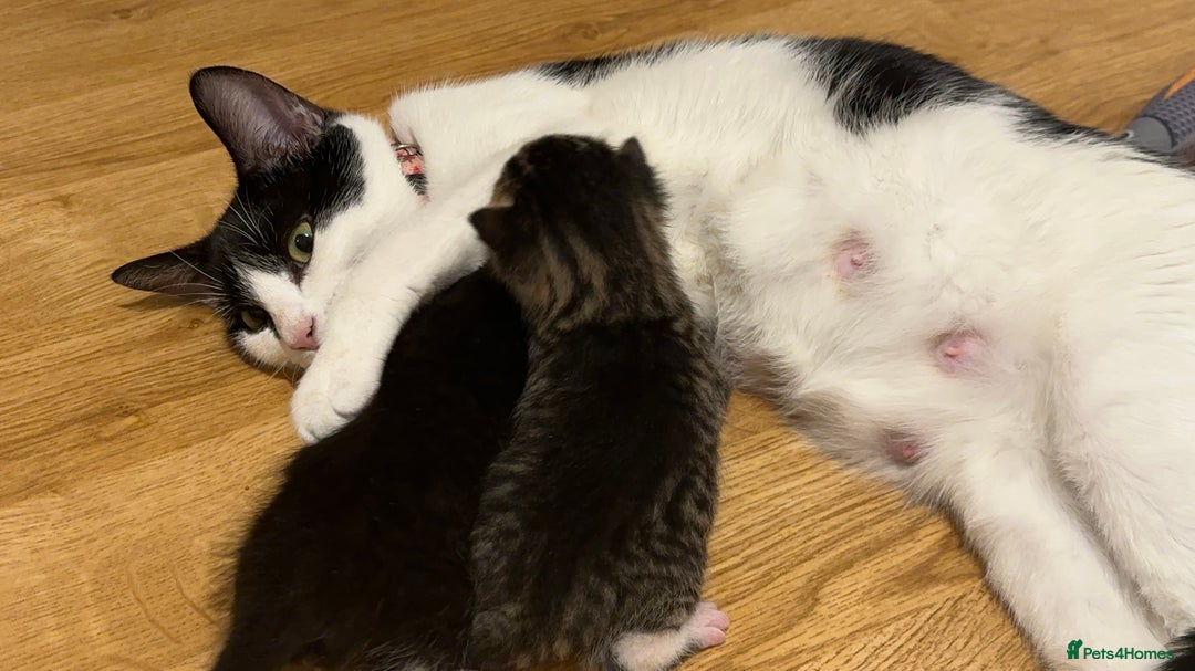 Mixed Breed cats for sale: kittens still babies - Image 3
