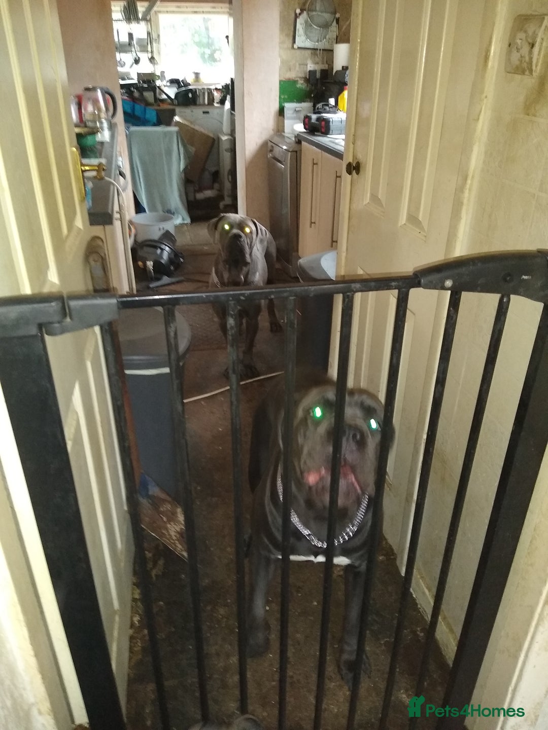 Cane Corso dogs for sale: Cane corso 11 week - Image 9