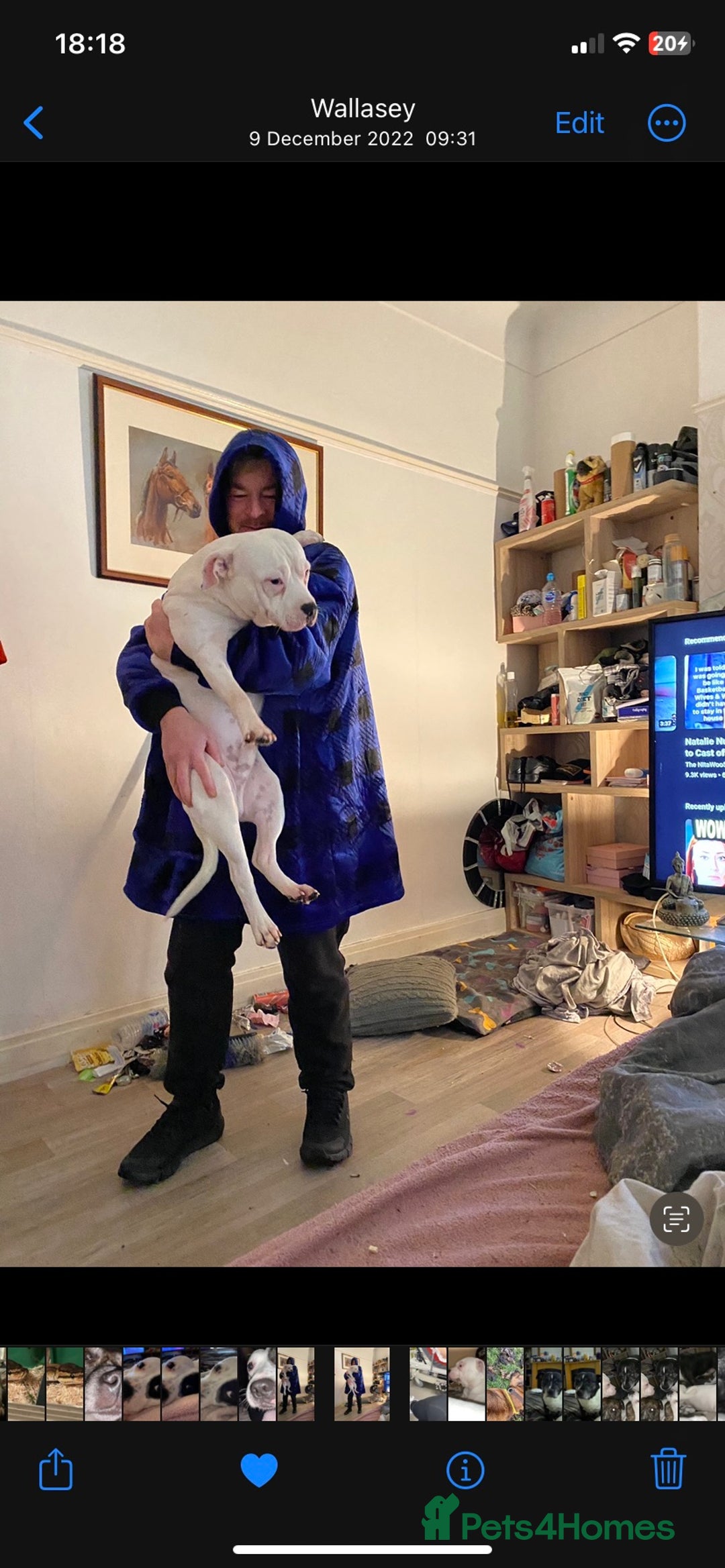 Staffordshire Bull Terrier dogs for stud: White Male Staffy for Stud (Free) - Image 17
