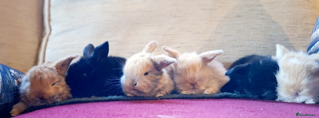Mini Lop rabbits for sale: 🐰6 Mini Lop x Angora Baby Bunnies for Sale🐰 - Advert 1