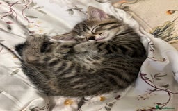 Mixed Breed cats for sale: Beautiful Fluffy Kittens - Advert 2