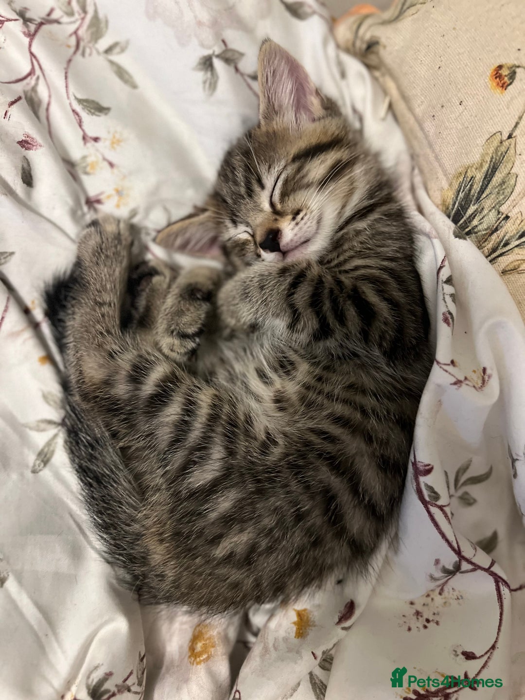 Mixed Breed cats for sale: Beautiful Fluffy Kittens - Advert 2