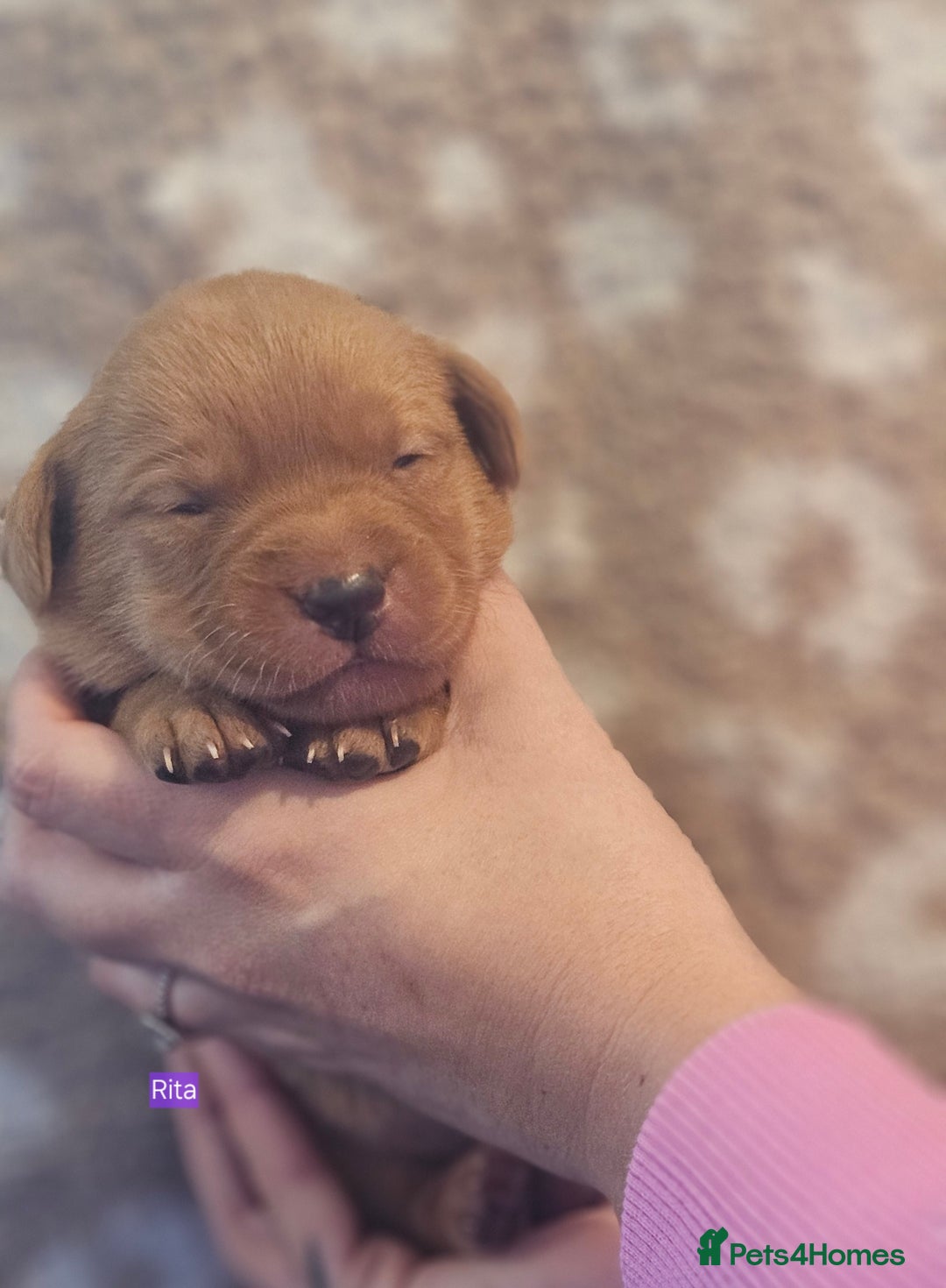 Labrador Retriever dogs for sale: KC Fox Red Labrador Puppys - Advert 30
