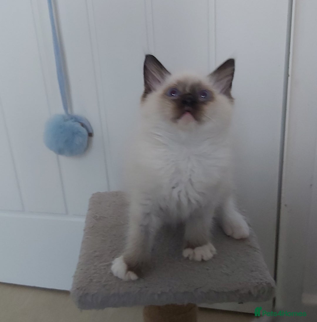 Ragdoll cats for sale: RAGDOLL SEAL POINT BLUE EYES READY NOW! - Image 9