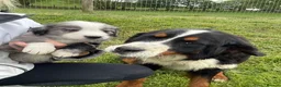 Mixed Breed dogs for sale: Stunning bordernese pups  - Advert 13