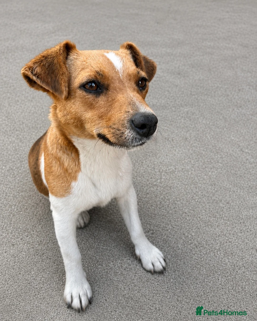 Jackapoo dogs for sale: ASIAN TOY JACKAPOO 1 MALE  - Advert 2
