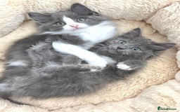 Mixed Breed cats for sale: BEAUTIFUL FLUFFY GREY KITTENS   - Image 16