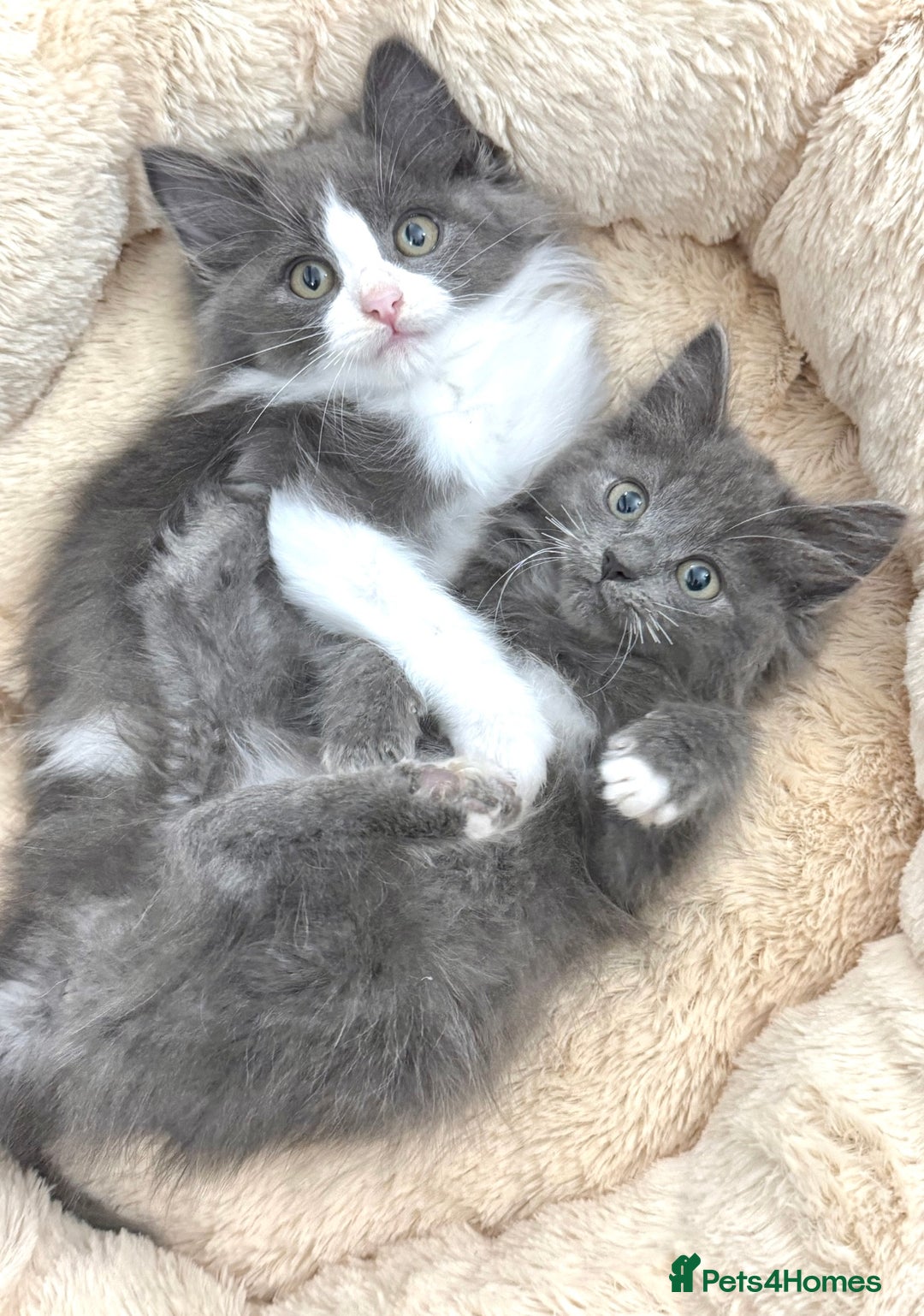 Mixed Breed cats for sale: BEAUTIFUL FLUFFY GREY KITTENS   - Image 16