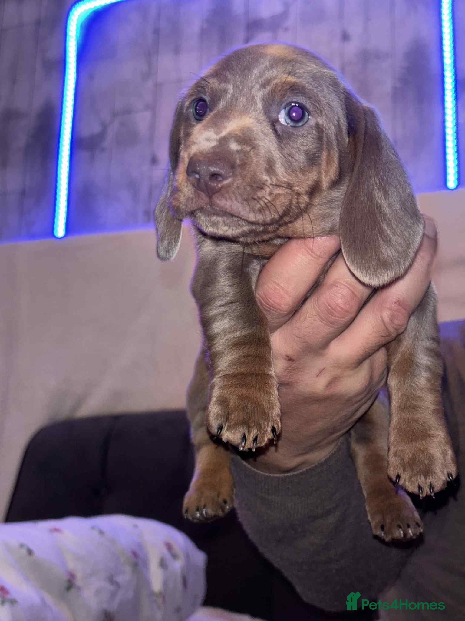 Miniature Dachshund dogs 2 Beautifull mini dachshunds - Advert 17