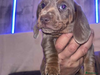 Miniature Dachshund dogs 2 Beautifull mini dachshunds - Advert 17