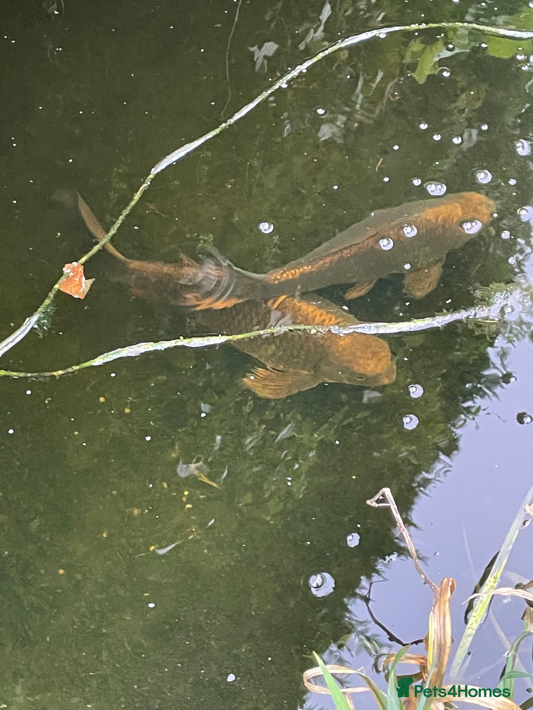 Koi Carp fish for sale: Koi Carp for Sale (rehoming due to baby and dog)  - Image 2