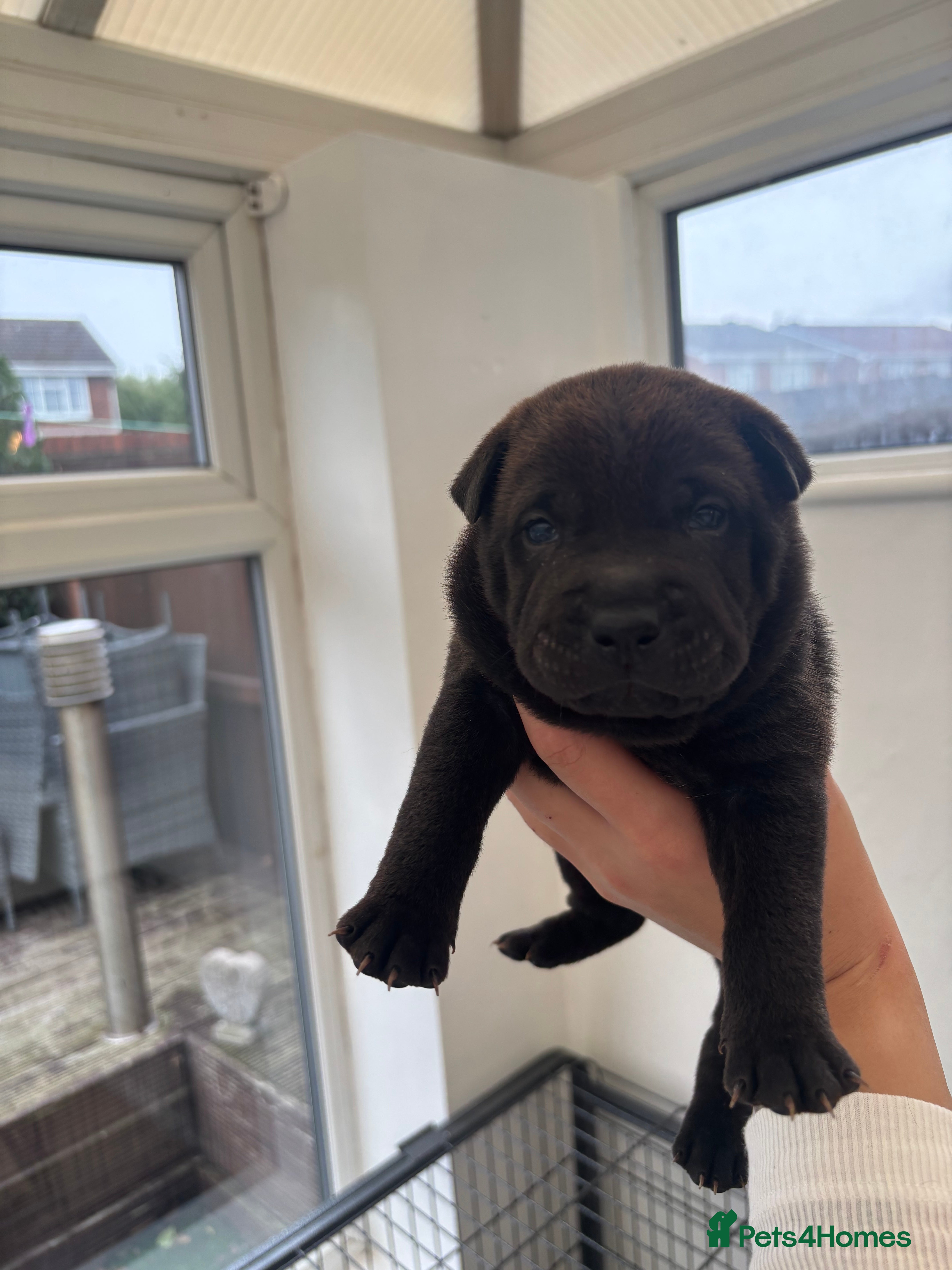 Shar Pei dogs Shar pei pups - Advert 2