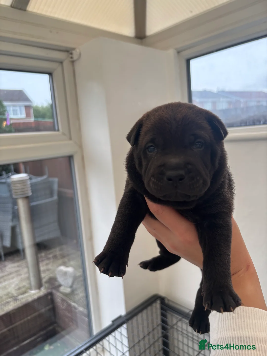 Shar Pei dogs for sale: Shar pei pups in Billingham - Advert 2