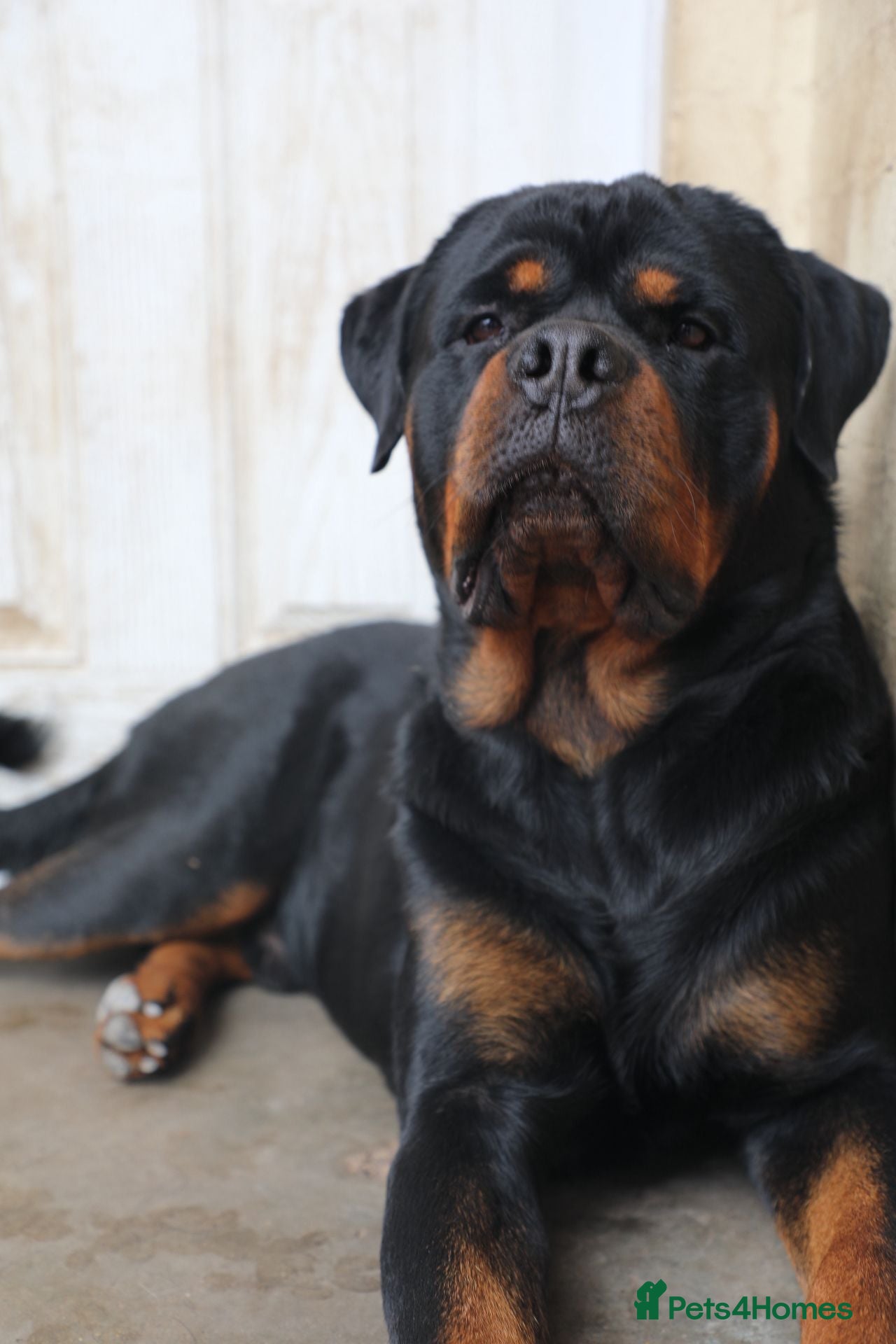 Rottweiler dogs for sale: Limited Pedigree Registered Rottweiler Puppies - Advert 12