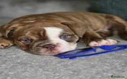 English Bulldog dogs for sale: English Bulldog puppie- Chocolate/tan & Brindle - Image 18