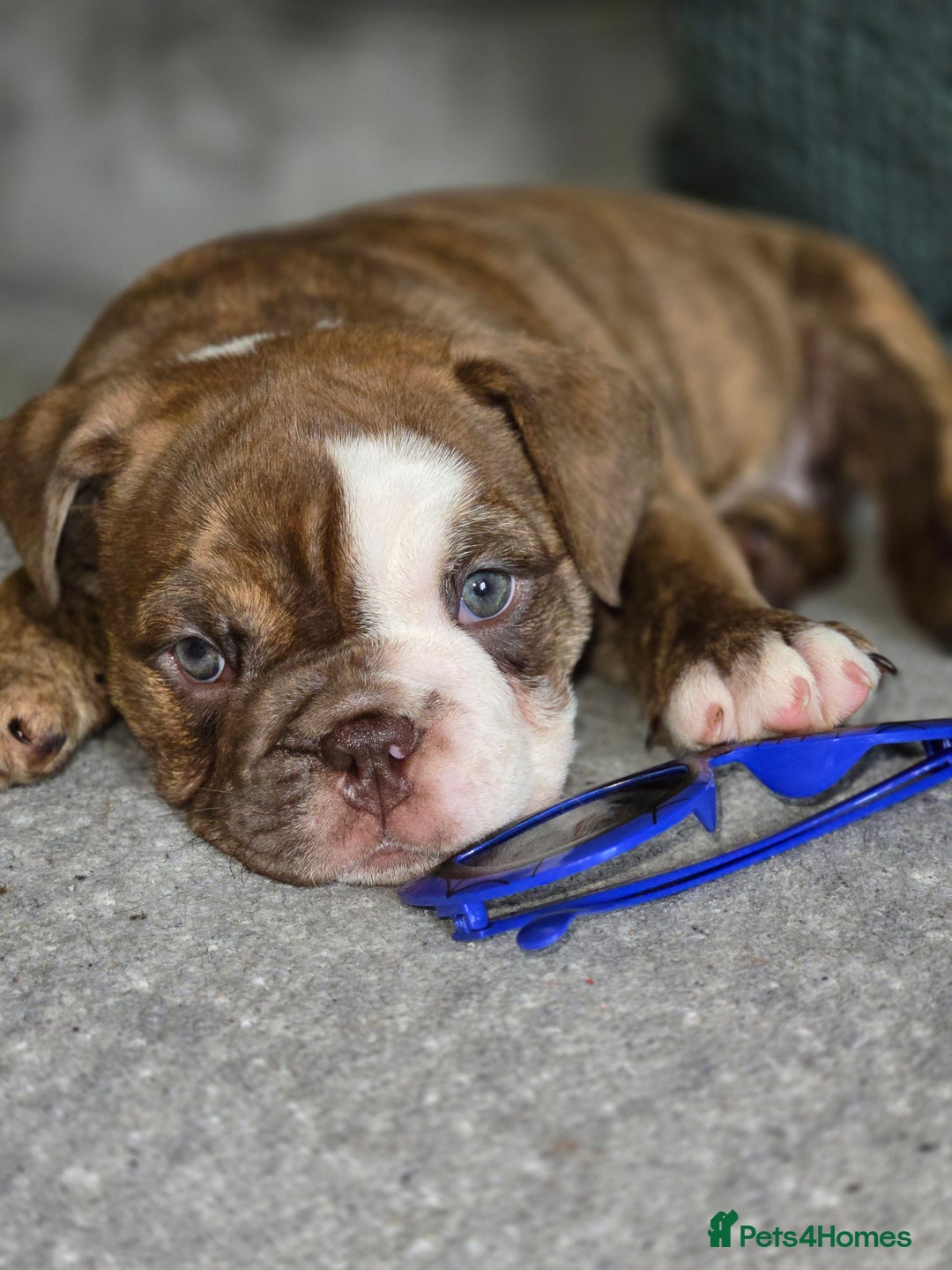 English Bulldog dogs for sale: English Bulldog puppie- Chocolate/tan & Brindle - Image 18