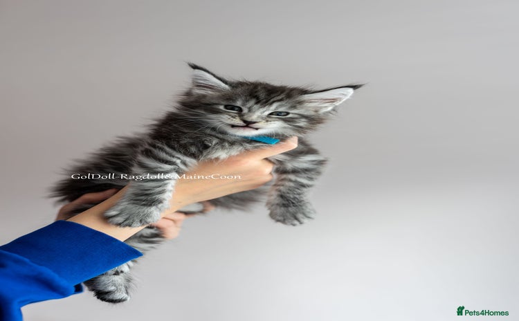 Maine Coon cats - Advert 1