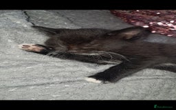 Mixed Breed cats for sale: Last female ready Wednesday - Image 15