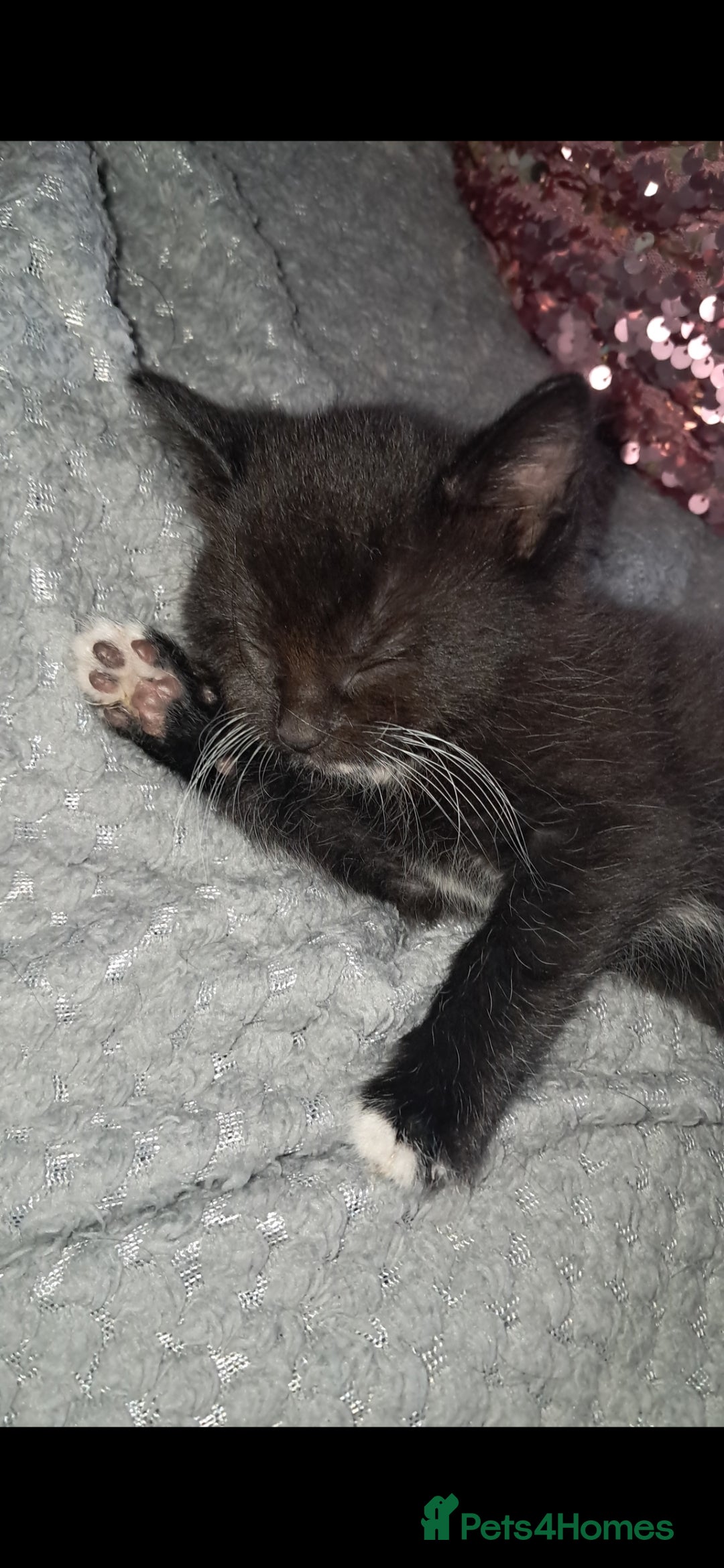 Mixed Breed cats for sale: Last female ready Wednesday - Image 15