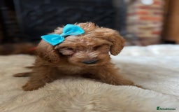 Australian Labradoodle dogs for sale: Outstanding Australian Labradoodle Puppies  - Image 5