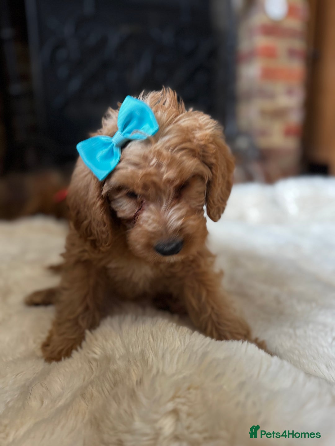 Australian Labradoodle dogs for sale: Outstanding Australian Labradoodle Puppies  - Image 5