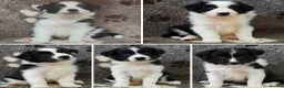 Border Collie dogs for stud: Proven Dual Reg Health Tested Red and White in Doncaster - Advert 22