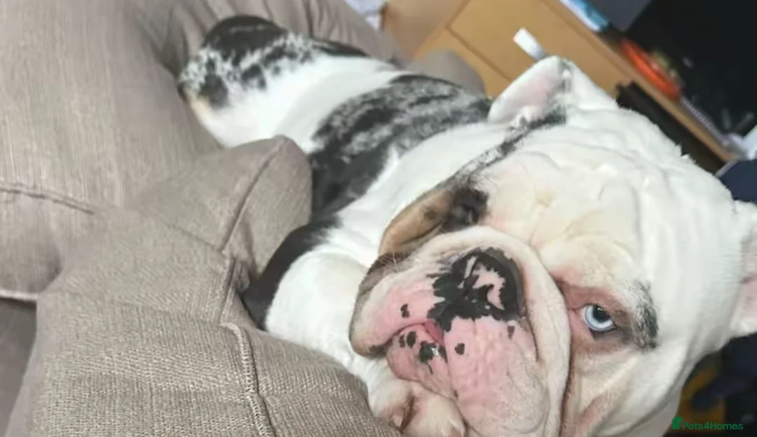 English Bulldog dogs for sale: Reggie looking for 5 star home  - Advert 36
