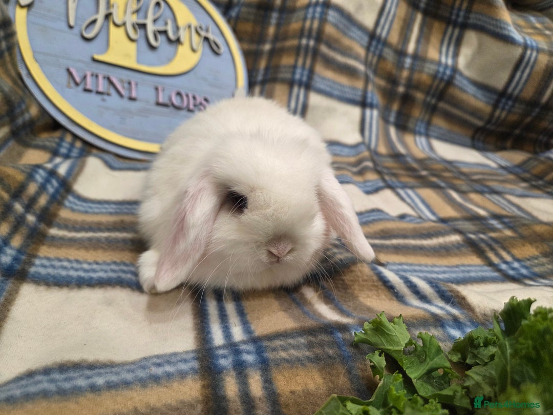 Mini Lop rabbits for sale: Mini lop bunnies - Advert 9