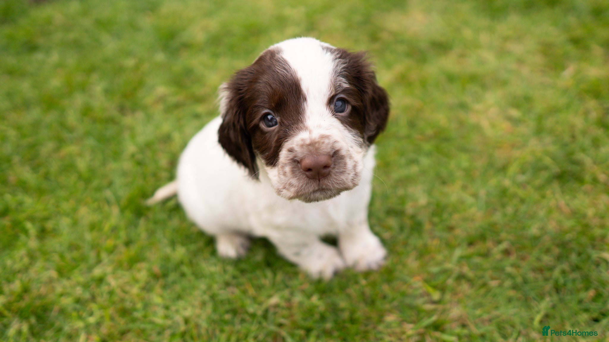 English Springer Spaniel dogs 2 x female left…. Springer spaniels - Advert 11