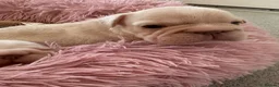 French Bulldog dogs for sale: French bulldog puppies - Advert 7
