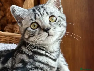 British Shorthair cats Brush shorthair Silver tabby - Advert 2