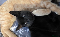 Domestic Shorthair cats for sale: Black kitten - Image 2