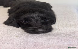 Labradoodle dogs for sale: 2 boys and 2 females - Image 14