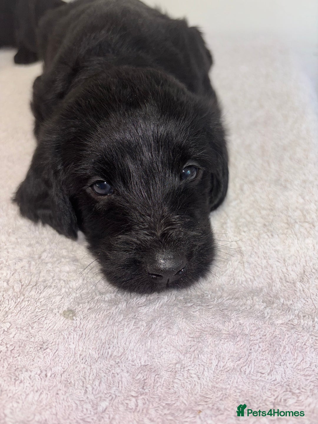 Labradoodle dogs for sale: 2 boys and 2 females - Image 14