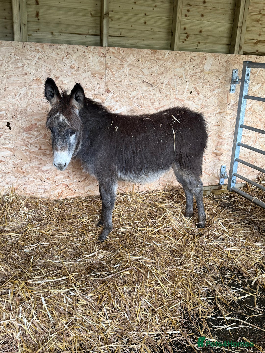 Donkey livestock for sale: 🩵 For Sale – Bobby the Jack Foal 🩵 - Advert 5