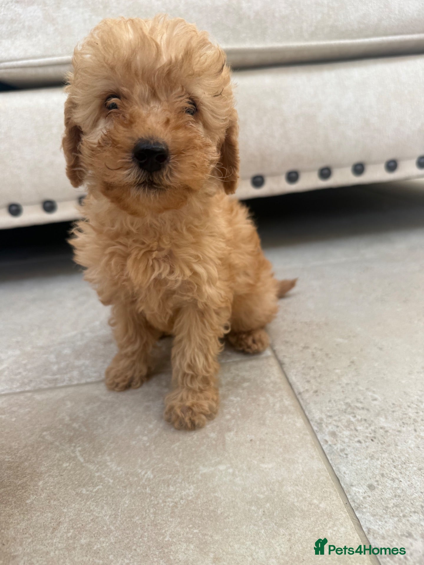 Labradoodle dogs Beautiful small / miniature labradoodles  - Advert 1