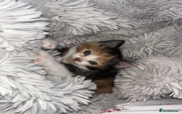 Mixed Breed cats for sale: 2 beautiful female kittens  - Image 2