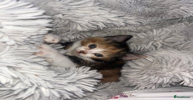 Mixed Breed cats - Advert 15