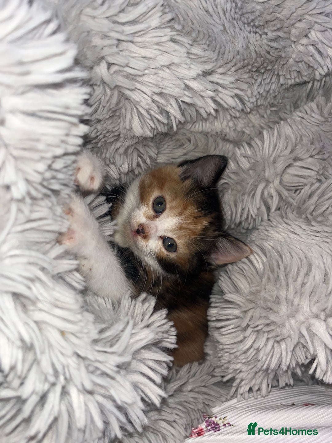 Mixed Breed cats for sale: 2 beautiful female kittens  - Image 2