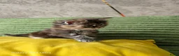 Maine Coon cats for sale: Stunning Maine Coon Kittens - Advert 4