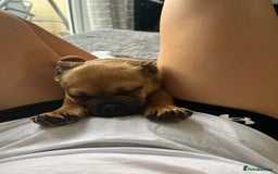 Jug dogs for stud: Archie  - Image 14