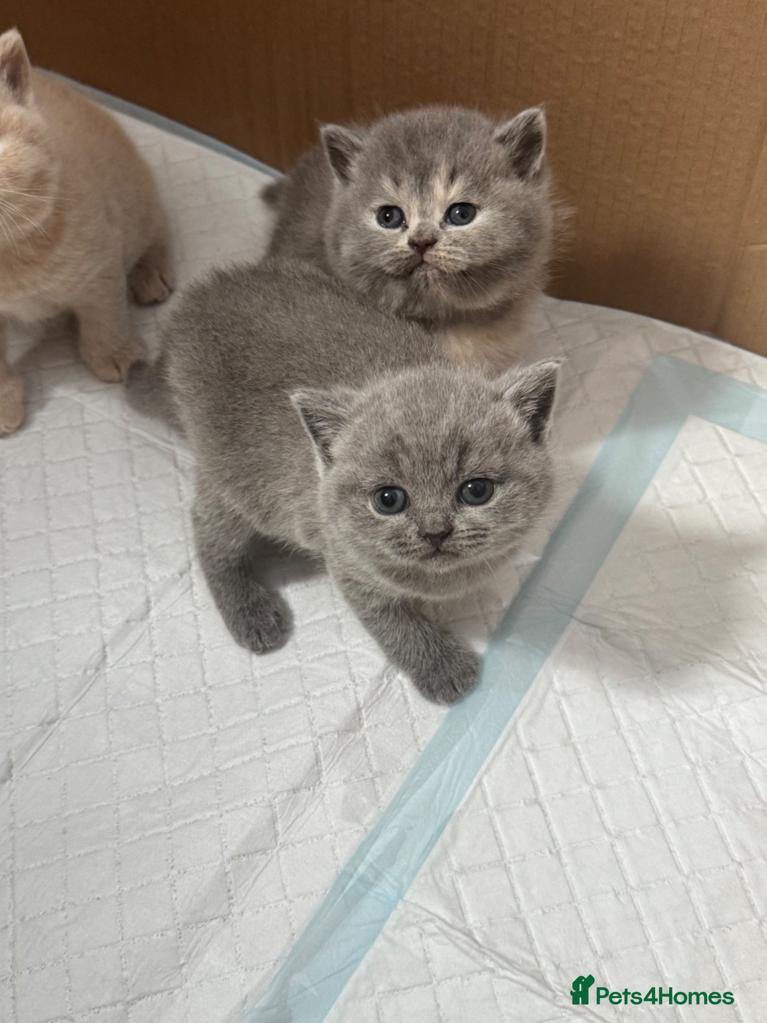 British Shorthair cats British Shorthair Kittens Available TICA 😻😻😻 - Advert 1
