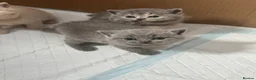 British Shorthair cats for sale: British Shorthair Kittens Available TICA 😻😻😻 - Advert 2