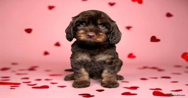 Cockapoo dogs - Advert 2