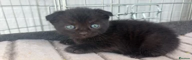 Scottish Fold Female all Black 