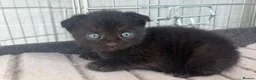 Scottish Fold cats for sale: Scottish Fold Mix Kitten  - Advert 17